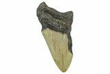 Partial, Fossil Megalodon Tooth - Serrated Blade #371717-1